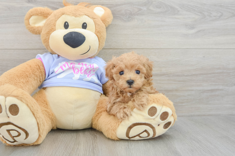 5 week old Maltipoo Puppy For Sale - Windy City Pups