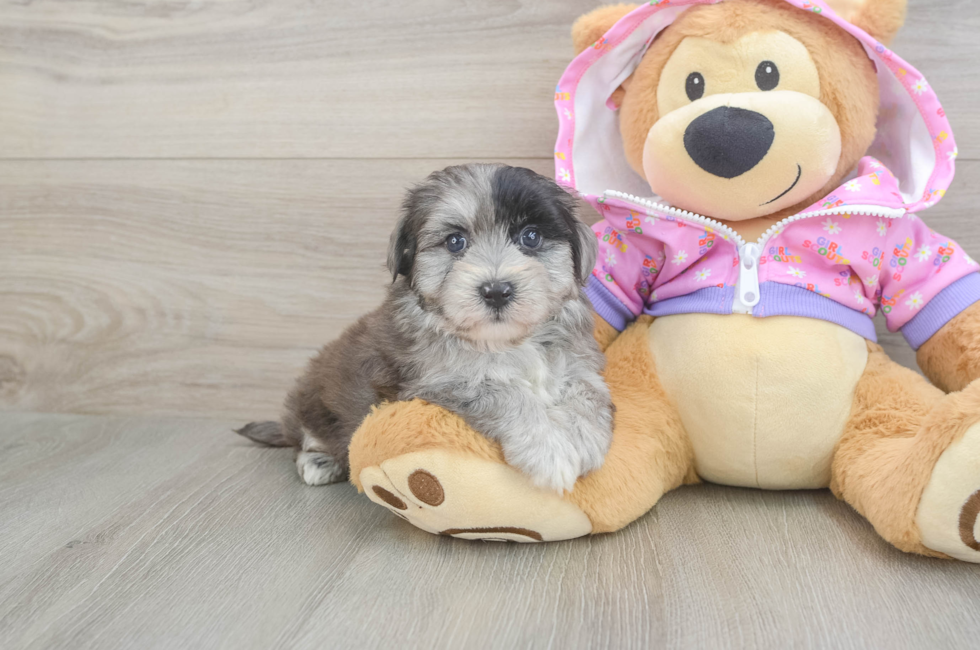 5 week old Maltipoo Puppy For Sale - Windy City Pups