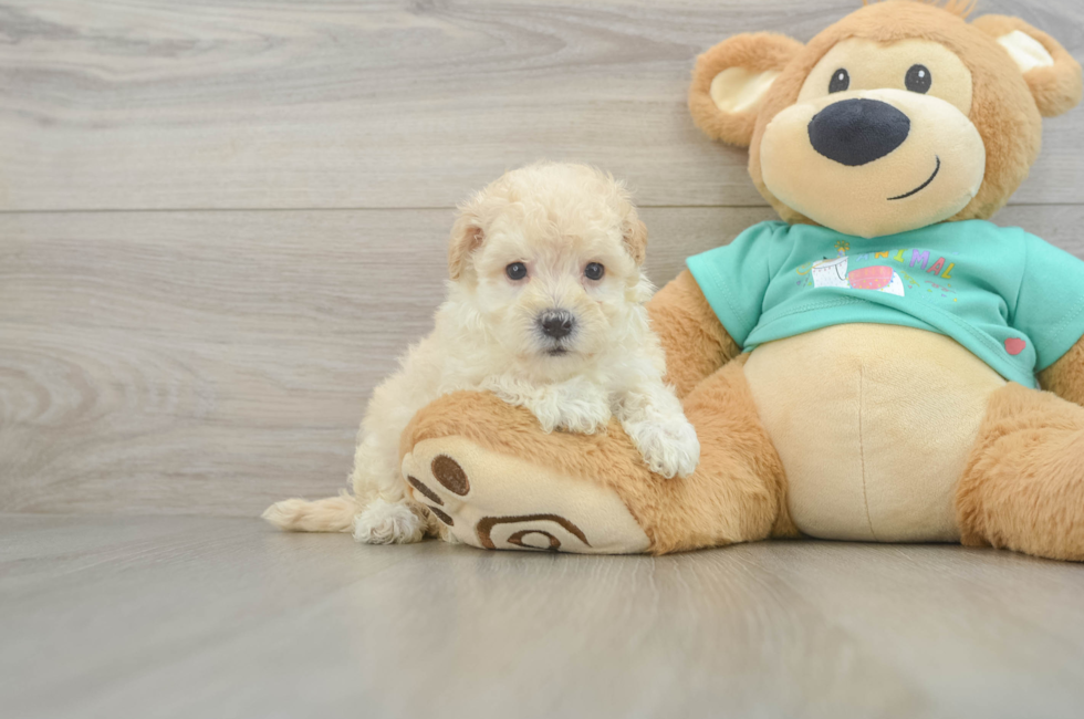 7 week old Maltipoo Puppy For Sale - Windy City Pups