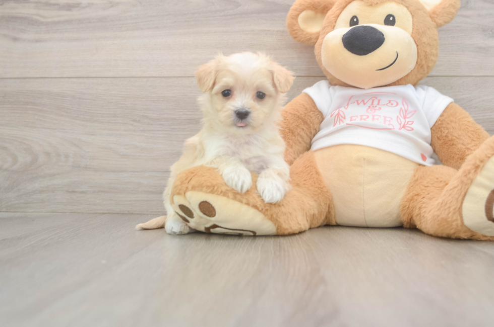 6 week old Maltipoo Puppy For Sale - Windy City Pups