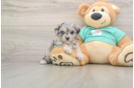 Adorable Malt a Poo Poodle Mix Puppy