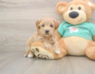 7 week old Maltipoo Puppy For Sale - Windy City Pups