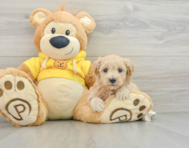 8 week old Maltipoo Puppy For Sale - Windy City Pups