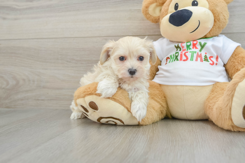 Funny Maltipoo Poodle Mix Pup