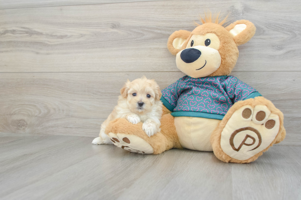 Maltipoo Pup Being Cute