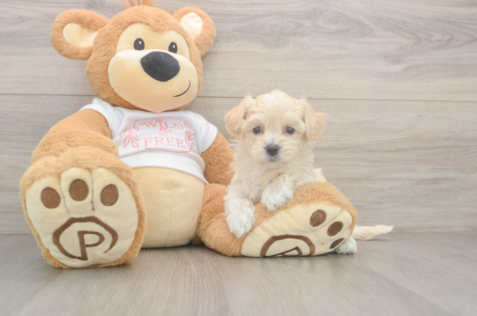 6 week old Maltipoo Puppy For Sale - Windy City Pups