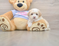 8 week old Maltipoo Puppy For Sale - Windy City Pups