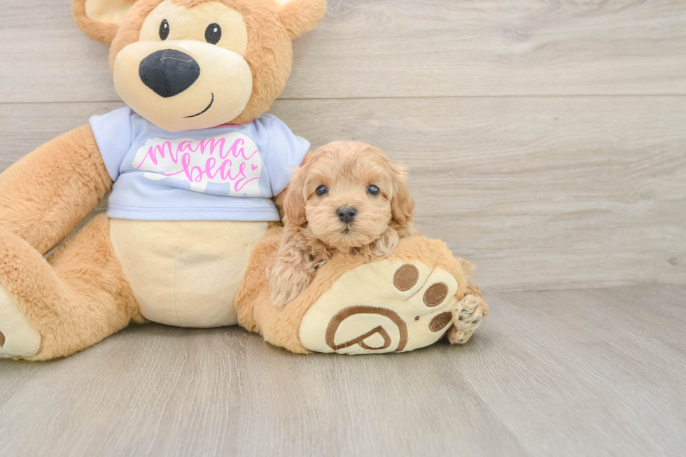 Best Maltipoo Baby