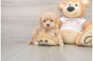 Maltipoo Puppy for Adoption