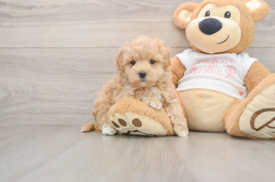Maltipoo Puppy for Adoption
