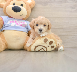 8 week old Maltipoo Puppy For Sale - Windy City Pups