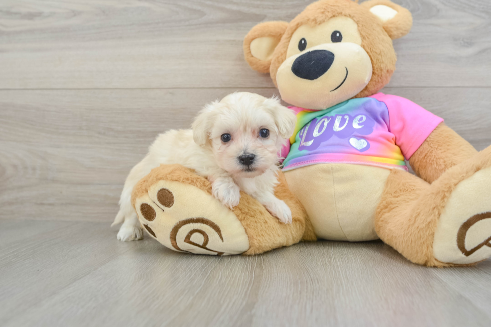 Fluffy Maltipoo Poodle Mix Pup