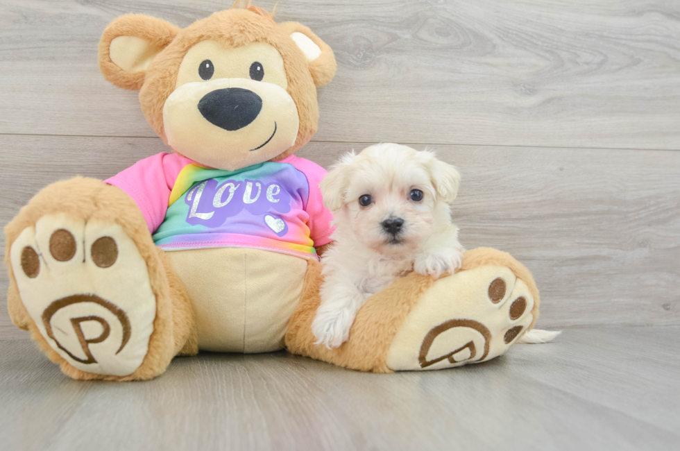 6 week old Maltipoo Puppy For Sale - Windy City Pups