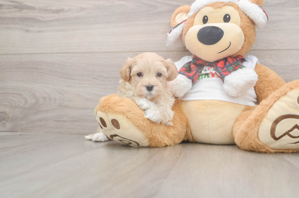 5 week old Maltipoo Puppy For Sale - Windy City Pups