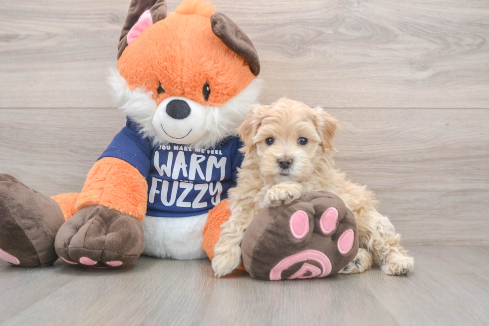 Playful Maltidoodle Poodle Mix Puppy