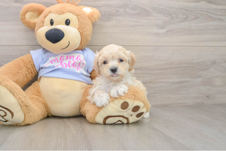 Maltipoo Puppy for Adoption