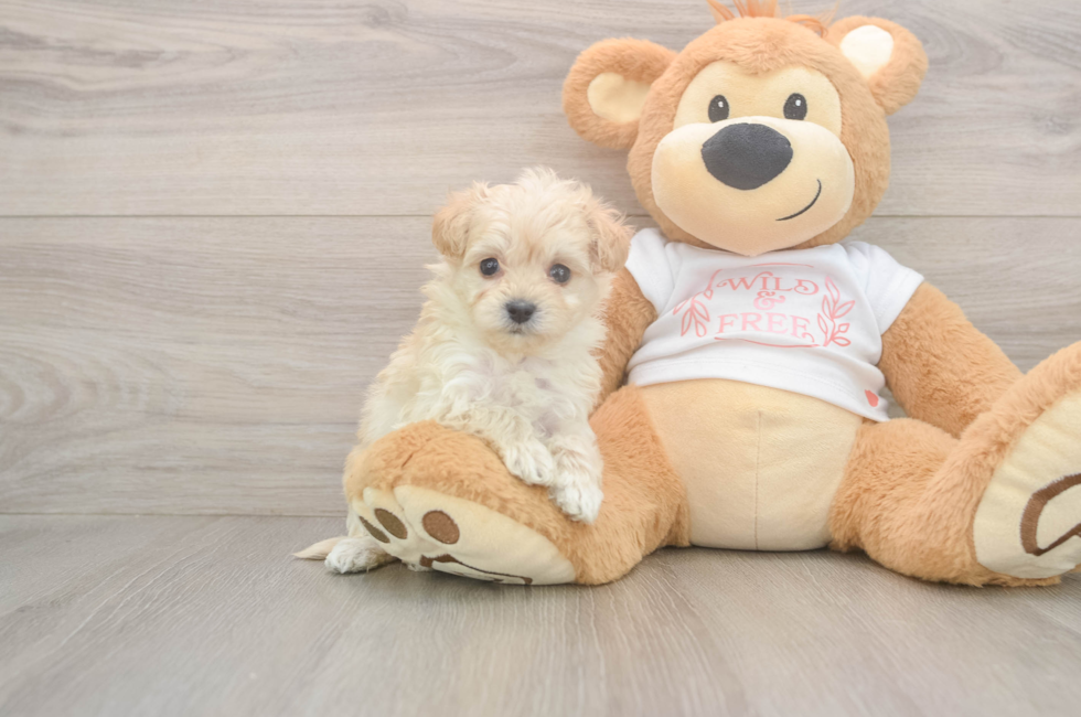 6 week old Maltipoo Puppy For Sale - Windy City Pups