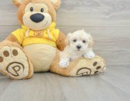 11 week old Maltipoo Puppy For Sale - Windy City Pups