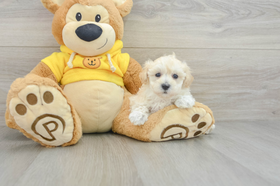 10 week old Maltipoo Puppy For Sale - Windy City Pups