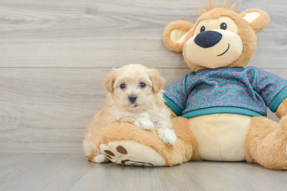 Friendly Maltipoo Baby