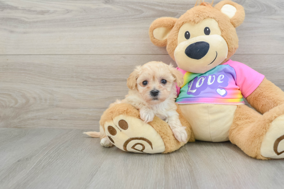 Fluffy Maltipoo Poodle Mix Pup