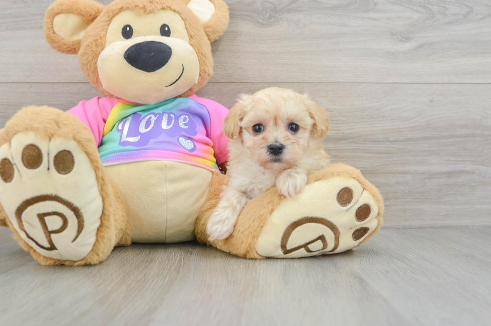 6 week old Maltipoo Puppy For Sale - Windy City Pups