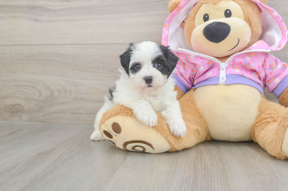 5 week old Maltipoo Puppy For Sale - Windy City Pups