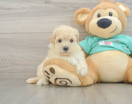 9 week old Maltipoo Puppy For Sale - Windy City Pups