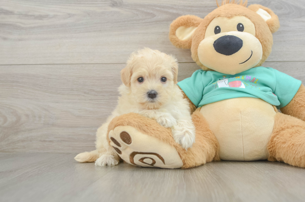 7 week old Maltipoo Puppy For Sale - Windy City Pups