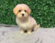 10 week old Maltipoo Puppy For Sale - Windy City Pups