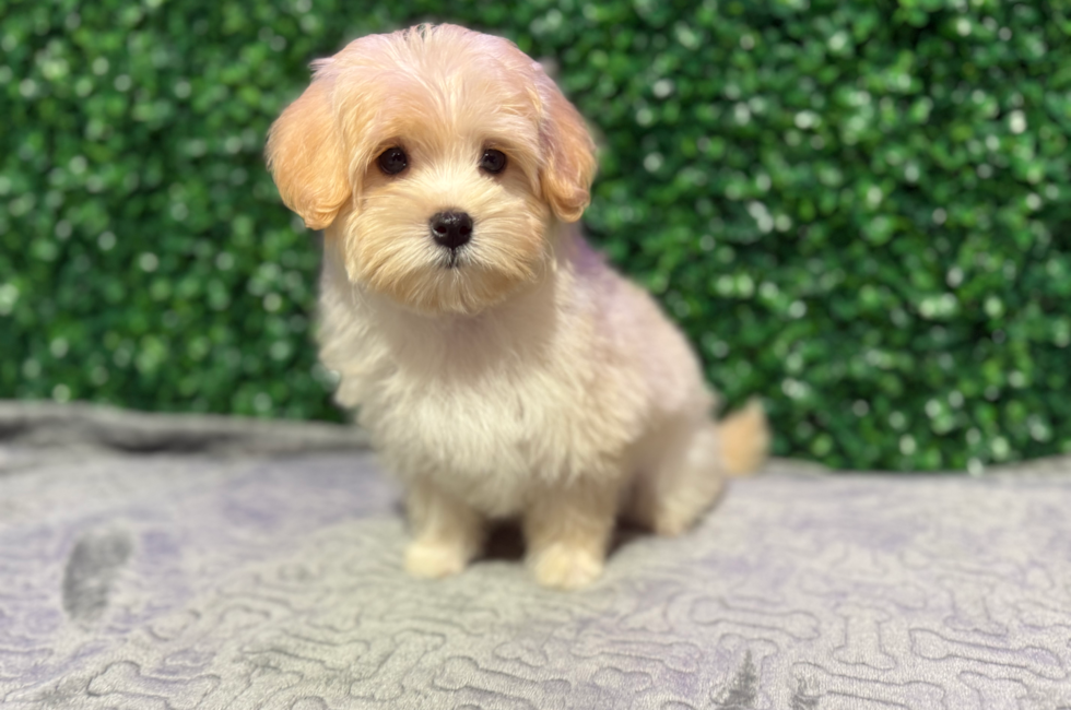 10 week old Maltipoo Puppy For Sale - Windy City Pups