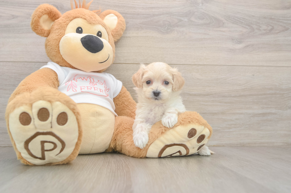 6 week old Maltipoo Puppy For Sale - Windy City Pups