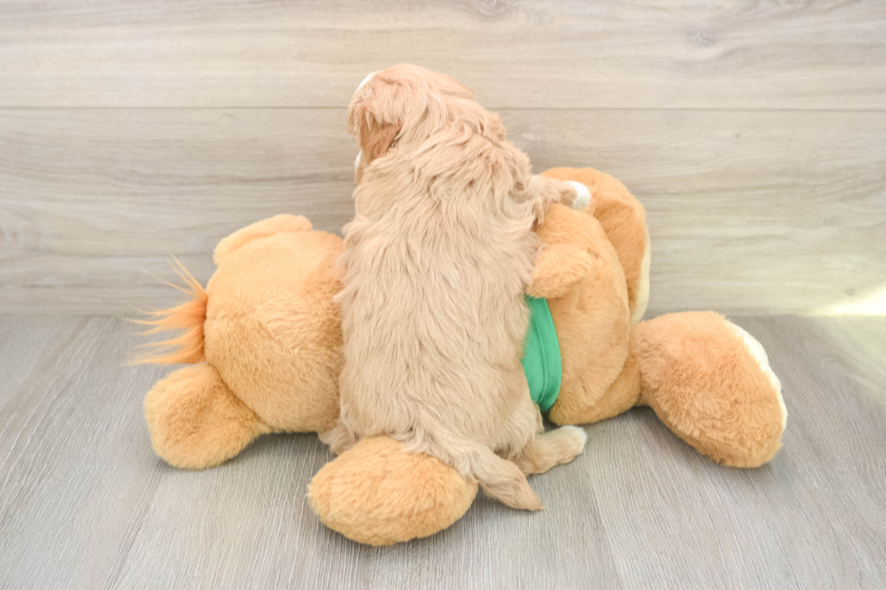 Playful Maltepoo Poodle Mix Puppy