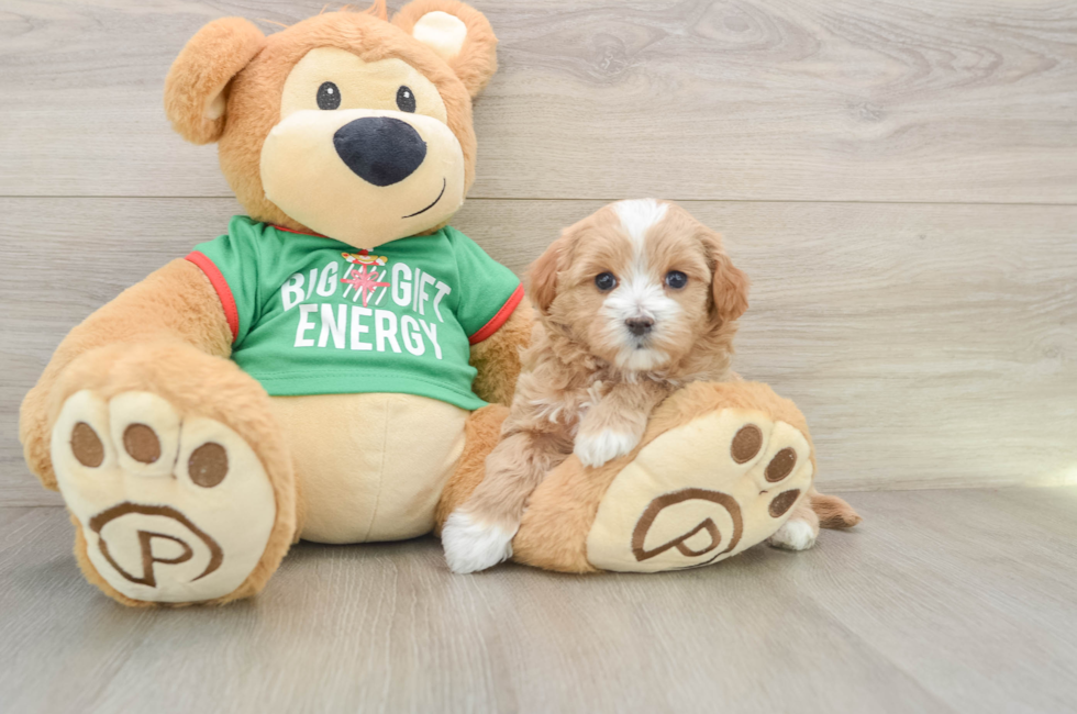 6 week old Maltipoo Puppy For Sale - Windy City Pups