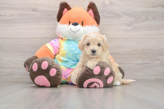 Maltipoo Pup Being Cute