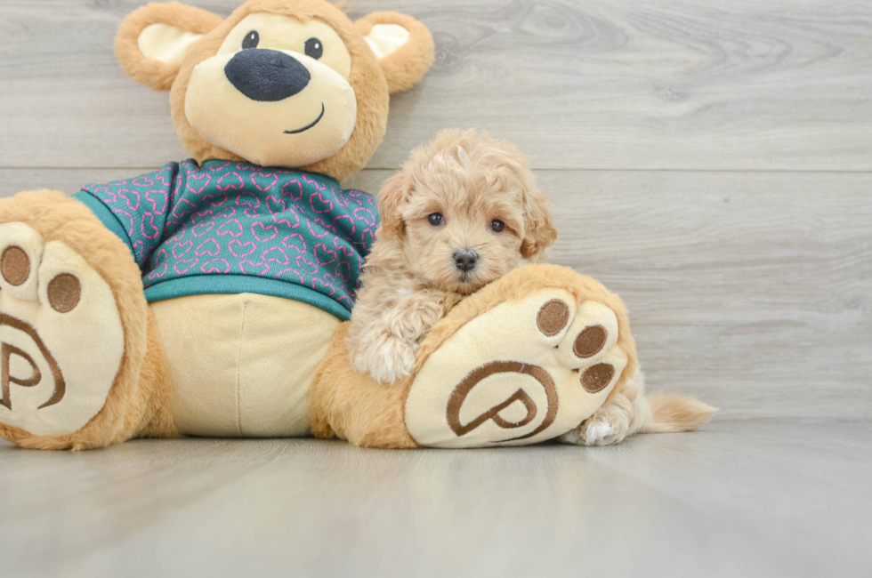 7 week old Maltipoo Puppy For Sale - Windy City Pups
