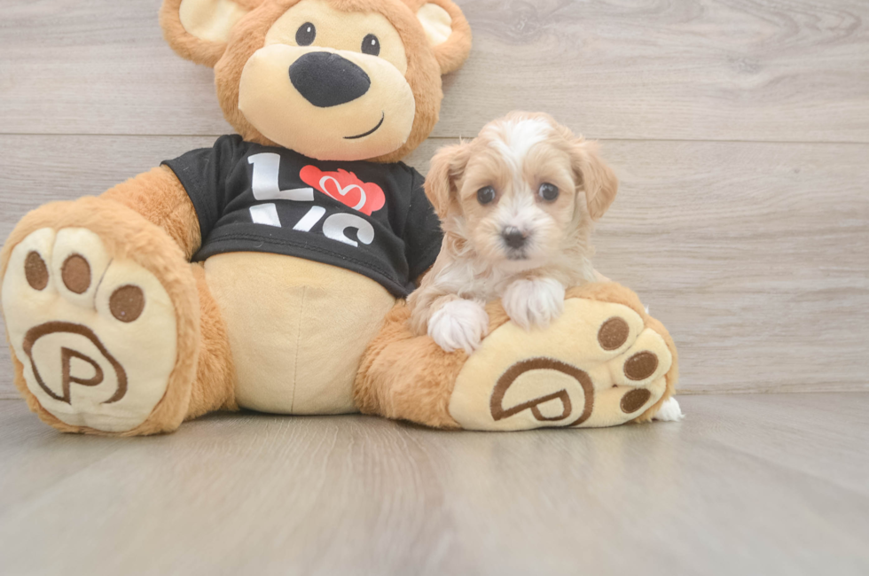 5 week old Maltipoo Puppy For Sale - Windy City Pups