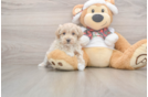 Best Maltipoo Baby