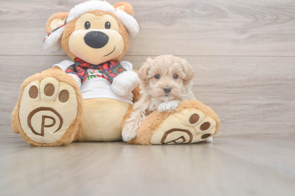 5 week old Maltipoo Puppy For Sale - Windy City Pups