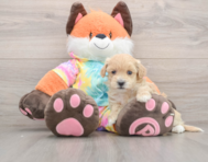 8 week old Maltipoo Puppy For Sale - Windy City Pups