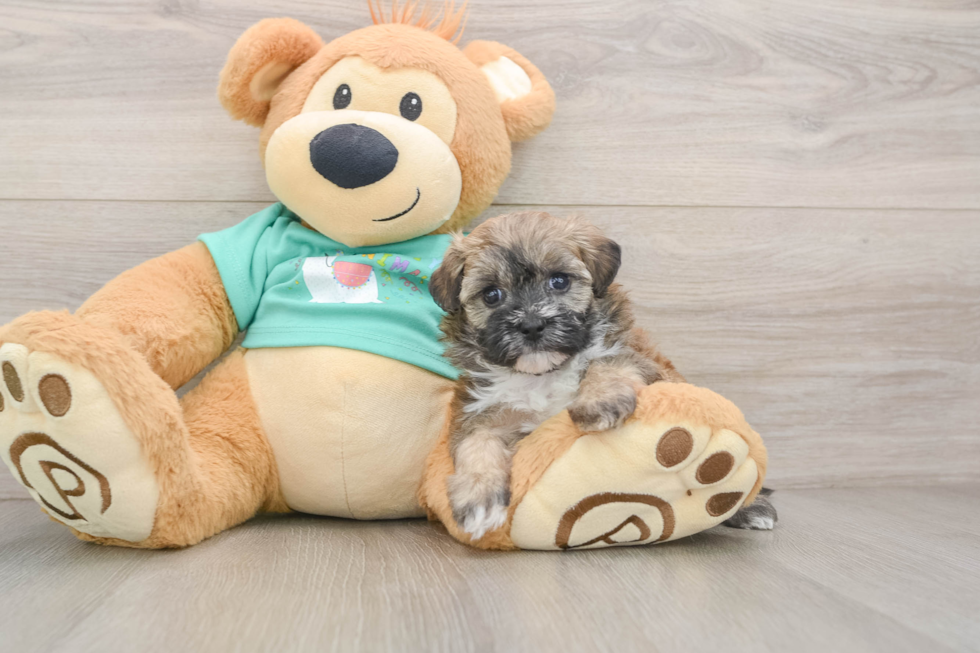 Maltipoo Puppy for Adoption