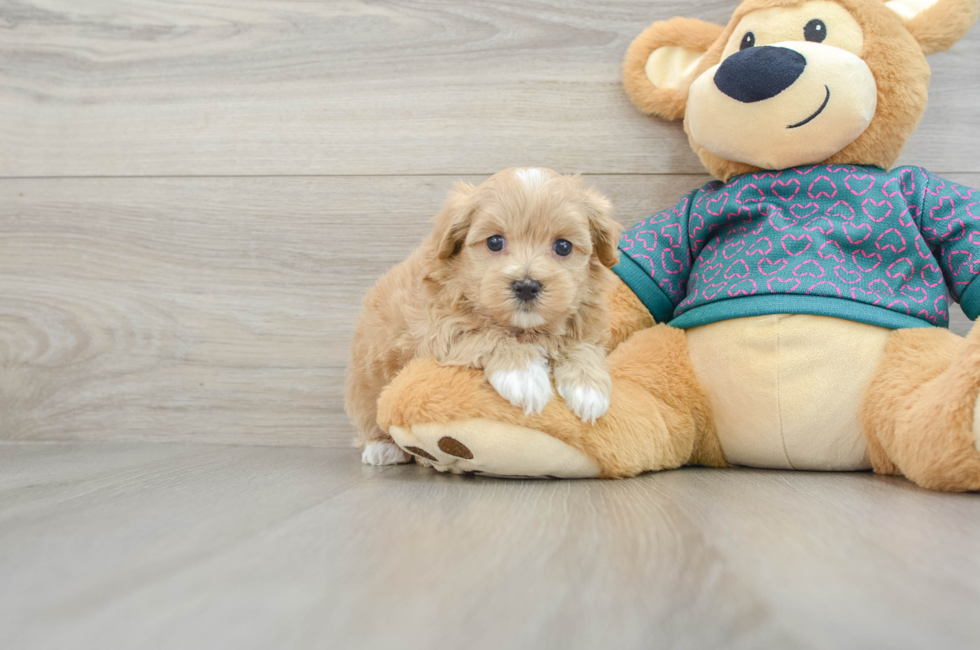 6 week old Maltipoo Puppy For Sale - Windy City Pups