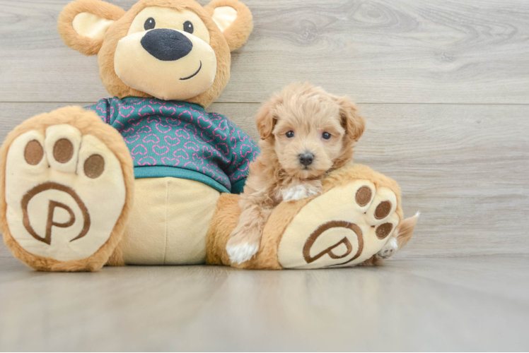 Hypoallergenic Moodle Poodle Mix Puppy