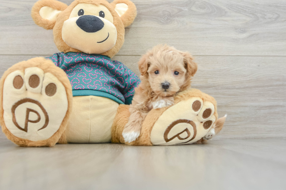 7 week old Maltipoo Puppy For Sale - Windy City Pups