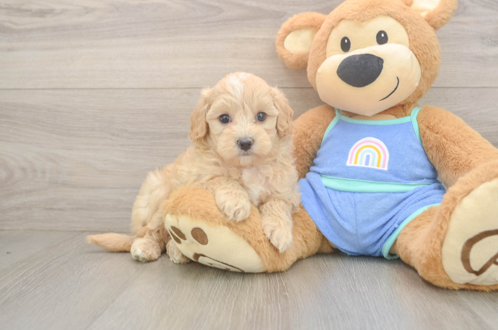 6 week old Maltipoo Puppy For Sale - Windy City Pups