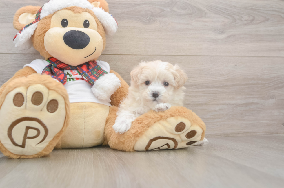 5 week old Maltipoo Puppy For Sale - Windy City Pups