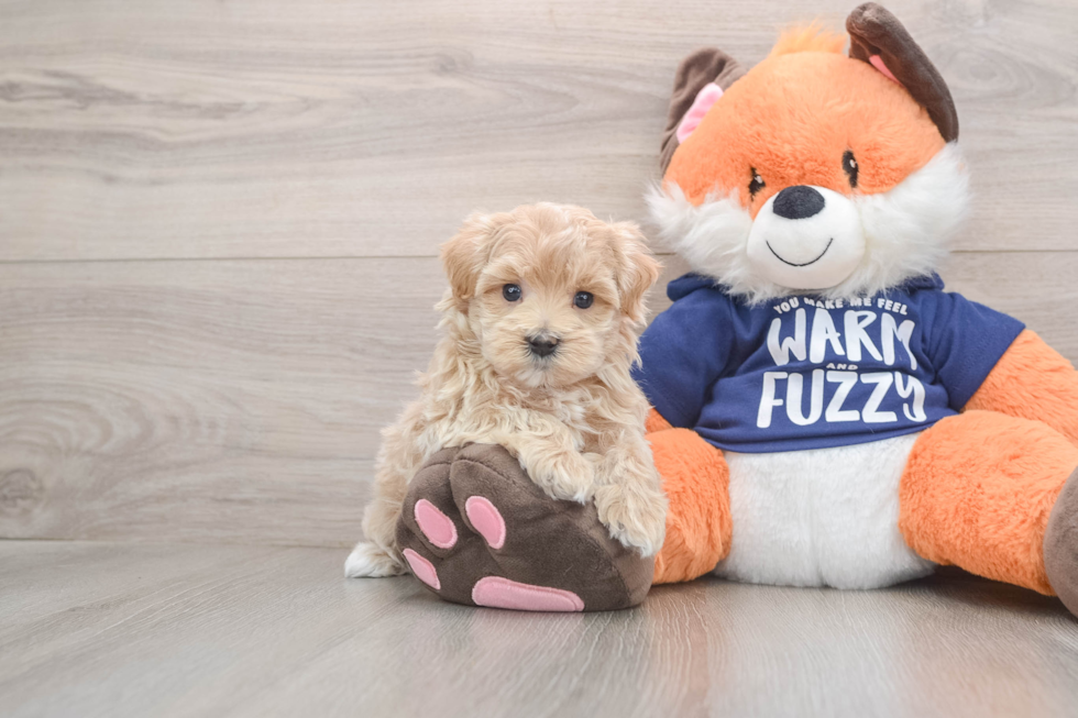 Maltipoo Puppy for Adoption