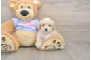 Maltipoo Pup Being Cute