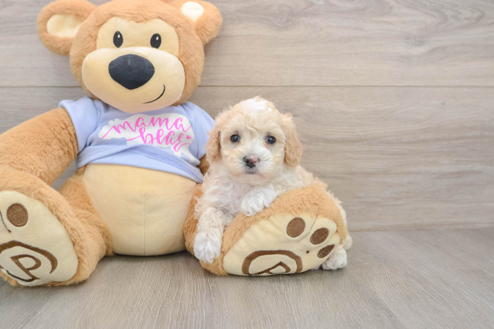 Maltipoo Pup Being Cute
