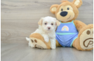 Maltipoo Pup Being Cute